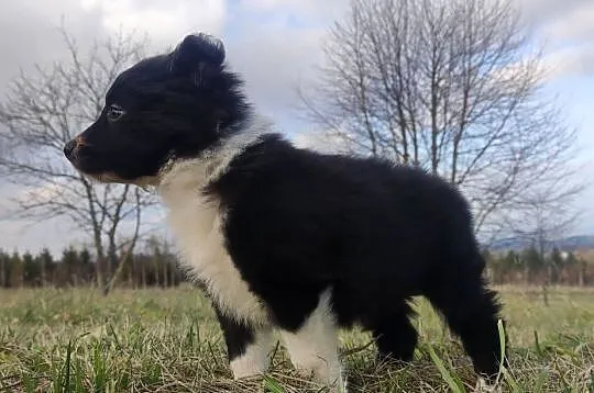 Piękna Rasowa Suczka Border Collie, szczenię z pełną dok., Małopolskie, Kraków