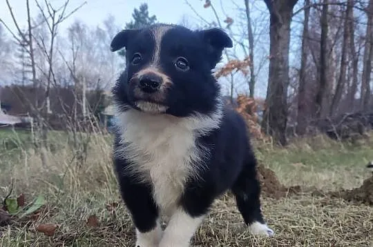 Piękna Rasowa Suczka Border Collie, szczenię z pełną dok., Małopolskie, Kraków