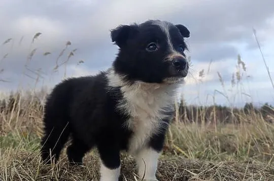 Piękna Rasowa Suczka Border Collie, szczenię z pełną dok., Małopolskie, Kraków