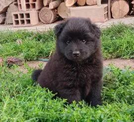 Dužy Czarny Szpic polecam rodowodowe ( pedigree FCI) szczenięta