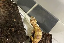 Eublefar (gekon) lamparci-het Diablo Blanco