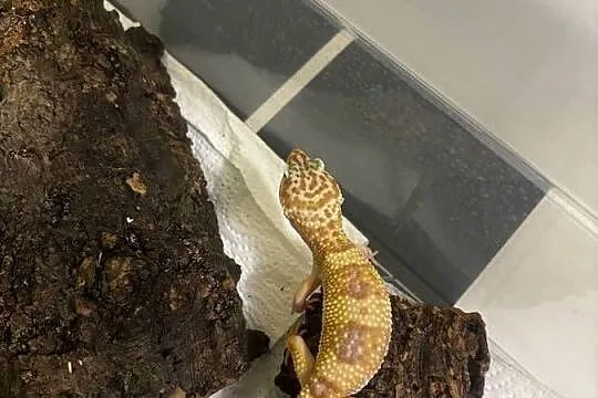 Eublefar (gekon) lamparci-het Diablo Blanco, Śląskie, Knurów