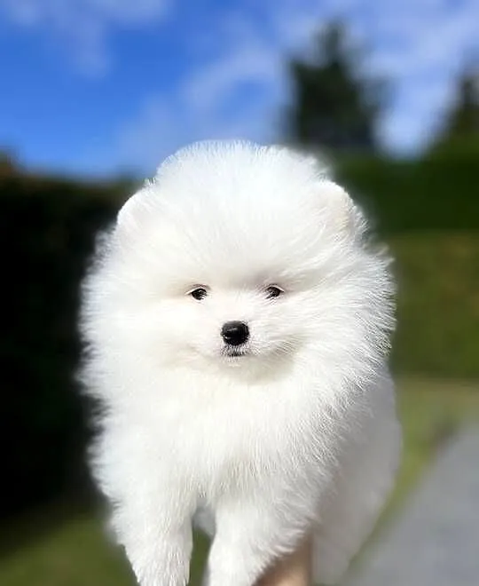Biały Szpic miniaturowy Pomeranian Boo, Zachodniopomorskie, Szczecin