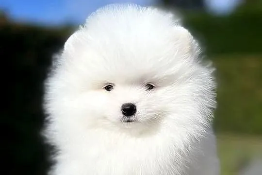 Biały Szpic miniaturowy Pomeranian Boo, Zachodniopomorskie, Szczecin