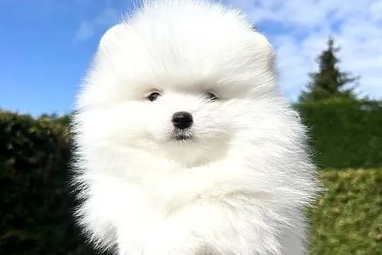 Biały Szpic miniaturowy Pomeranian Boo, Zachodniopomorskie, Szczecin