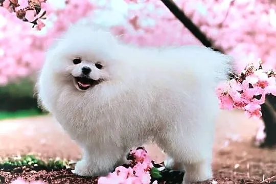 Biały Szpic miniaturowy Pomeranian Boo, Zachodniopomorskie, Szczecin