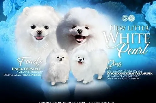 Biały Szpic miniaturowy Pomeranian Boo, Zachodniopomorskie, Szczecin
