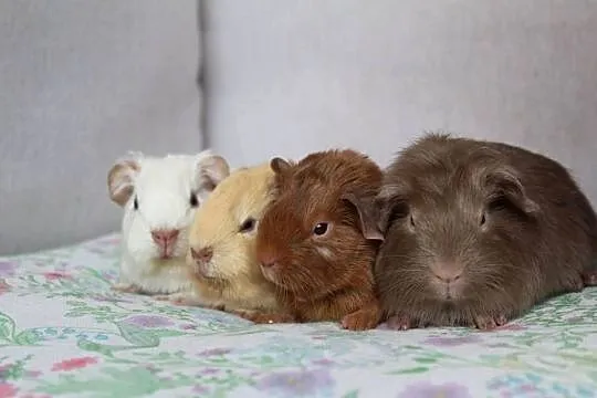 Świnki morskie , Self , cavia domowa