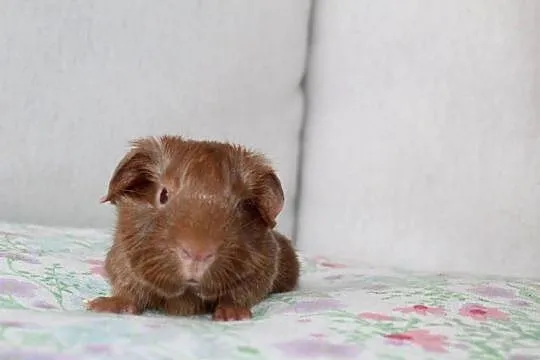 Świnki morskie , Self , cavia domowa, Wielkopolskie, Puszczykowo