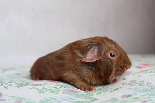 Świnki morskie , Self , cavia domowa, Wielkopolskie, Puszczykowo