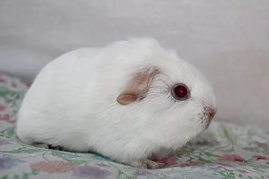 Świnki morskie , Self , cavia domowa, Wielkopolskie, Puszczykowo