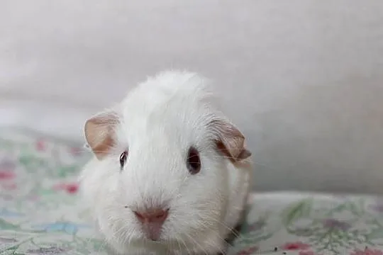 Świnki morskie , Self , cavia domowa, Wielkopolskie, Puszczykowo