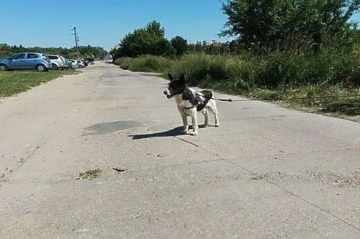 Spokojny Janek czeka na dom,  lubuskie Gorzów Wiel