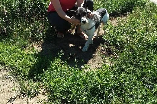 Spokojny Janek czeka na dom,  lubuskie Gorzów Wiel