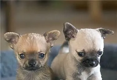 Chihuahua szczenieta
