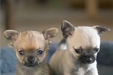 Chihuahua szczenieta