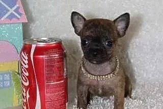 Chihuahua szczenieta
