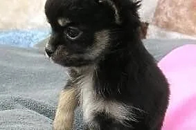 Chihuahua szczenieta