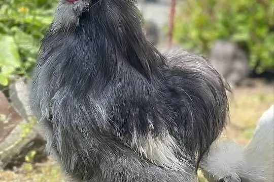 Silka Kogut Kura Mottled, Śląskie, Dębie