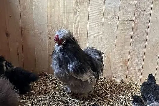 Silka Kogut Kura Mottled, Śląskie, Dębie