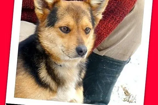 Mały 6 kg, jamnikowaty piesek TRISEK,radosny, przytulaśny_Adopcja_