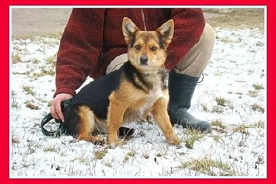 Mały 6 kg, jamnikowaty piesek TRISEK,radosny, przy