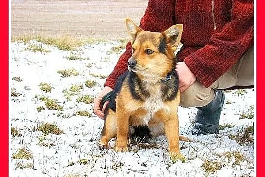 Mały 6 kg, jamnikowaty piesek TRISEK,radosny, przy