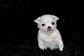 Chihuahua ZKwP FCI