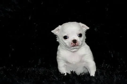 Chihuahua ZKwP FCI