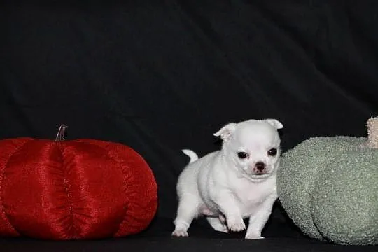 Chihuahua ZKwP FCI, Zachodniopomorskie, Świnoujście