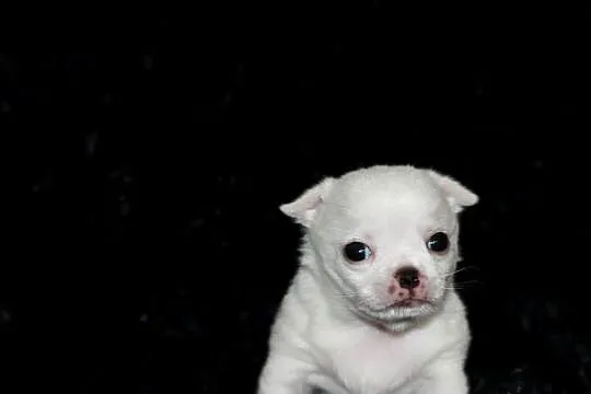 Chihuahua ZKwP FCI, Zachodniopomorskie, Świnoujście