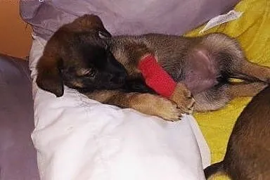 Boska 3 szczeniakow szuka domkow ,  mazowieckie Wa