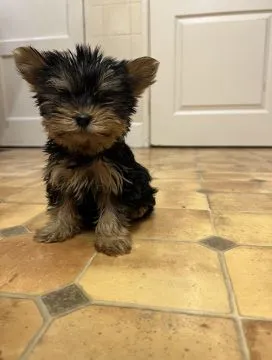 Dostępne są wyjątkowo urocze szczenięta Yorkshire Terrier, Pomorskie, Gdynia
