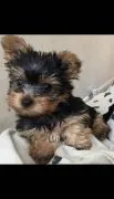 Dostępne są wyjątkowo urocze szczenięta Yorkshire Terrier