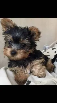 Dostępne są wyjątkowo urocze szczenięta Yorkshire Terrier, Pomorskie, Gdynia