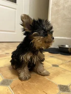 Dostępne są wyjątkowo urocze szczenięta Yorkshire Terrier, Pomorskie, Gdynia
