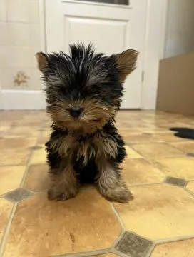 Dostępne są wyjątkowo urocze szczenięta Yorkshire Terrier, Pomorskie, Gdynia