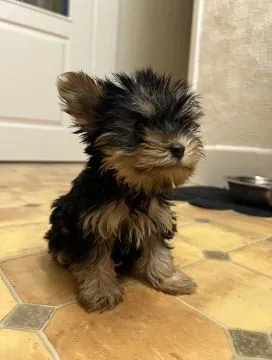 Dostępne są wyjątkowo urocze szczenięta Yorkshire Terrier, Pomorskie, Gdynia