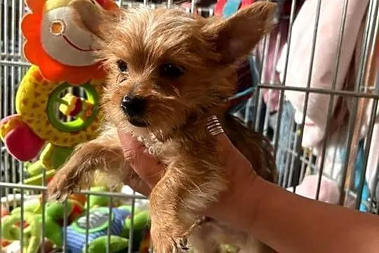 Yorkshire terrier.  York zloty kolor