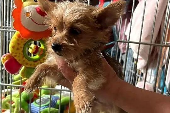 Yorkshire terrier.  York zloty kolor, Pomorskie, Gdańsk