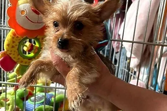 Yorkshire terrier.  York zloty kolor, Pomorskie, Gdańsk