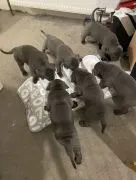 Piękne, potężne szczenięta rasy cane corso na sprzedaż, gotowe na stały powrót do domu.