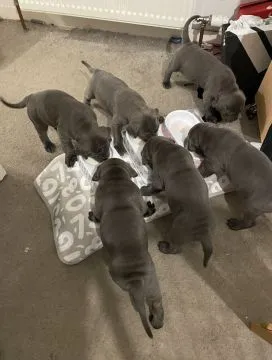Piękne, potężne szczenięta rasy cane corso na sprzedaż, gotowe na stały powrót do domu., , Rola Wójtowa