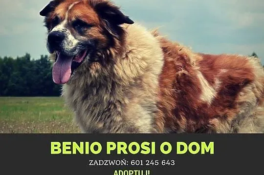 Benio-dla doświadczonego psiarza - piękny i mądry 