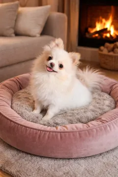 Pomeranian, piękne chłopaki malutkie po bardzo malutkich rodzicach, , Zrębice