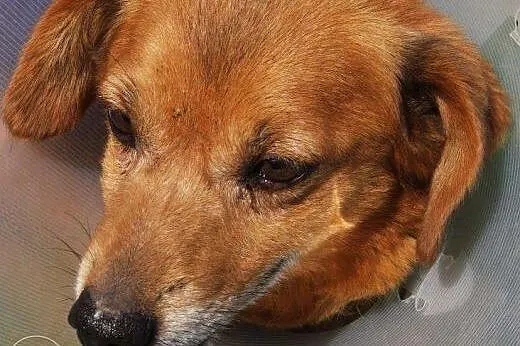 Mikrus - mały piesek czeka w schronisku na adopcję,  małopolskie Kraków