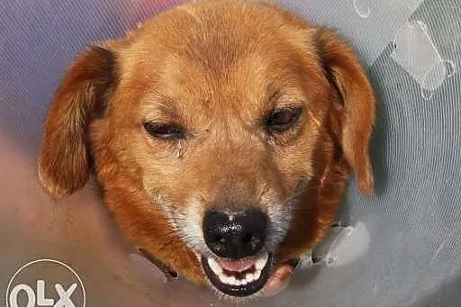Mikrus - mały piesek czeka w schronisku na adopcję