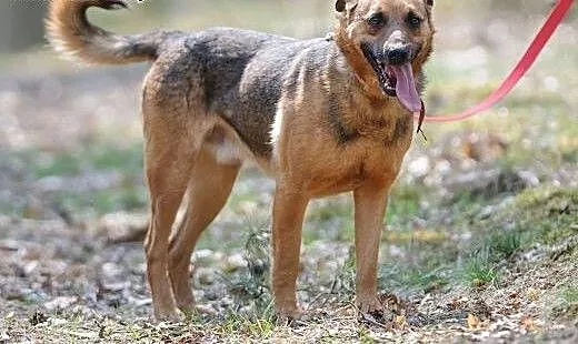 Jurek - rasowy fajny kundelek do pokochania, mazo