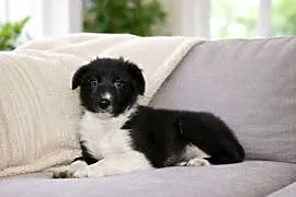 Border collie czarno-biały