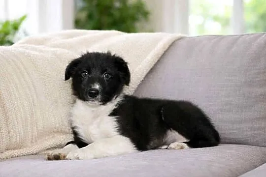 Border collie czarno-biały, Małopolskie, Radwan